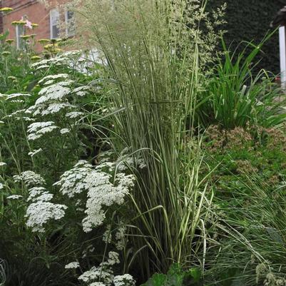 Calamagrostis acutiflora Avalanche