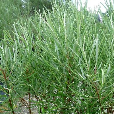 Salix elaeagnos subsp. angustifolia 