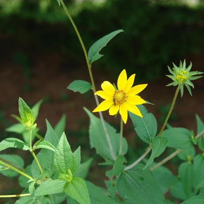 Helianthus divaricatus 