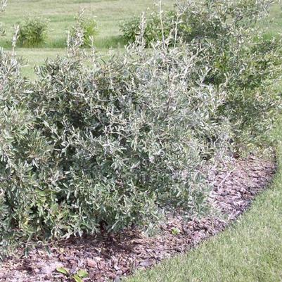 Shepherdia argentea 