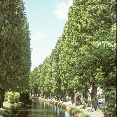 Populus nigra var. betulifolia Italica