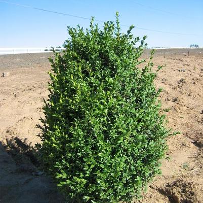 Buxus sempervirens 