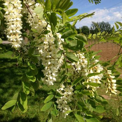 Robinia pseudoacacia 