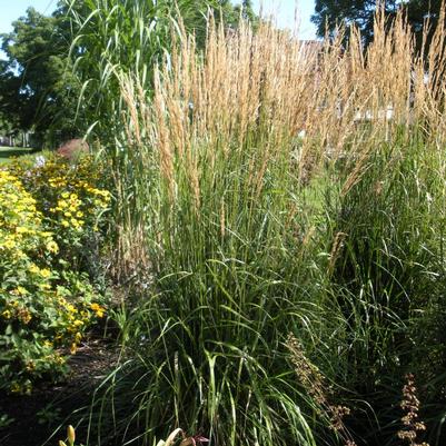 Calamagrostis acutiflora Karl Foerster