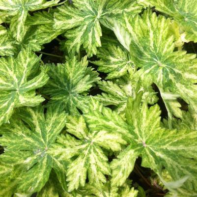 Geranium phaeum Margaret Wilson