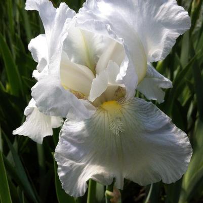 Iris germanica Immortality