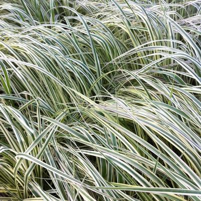 Calamagrostis acutiflora Overdam