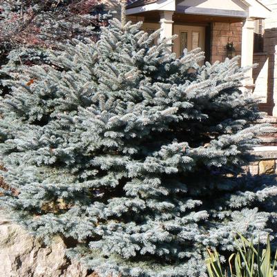 Picea pungens Montgomery