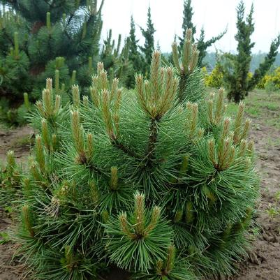 Pinus nigra Hornibrookiana