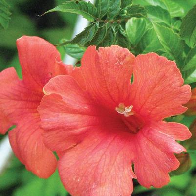 Campsis radicans Flamenco