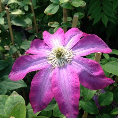 Clematis Star of India