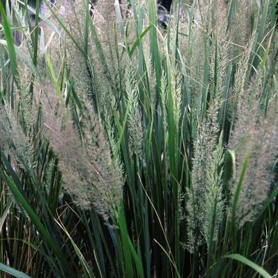 Calamagrostis brachytricha 