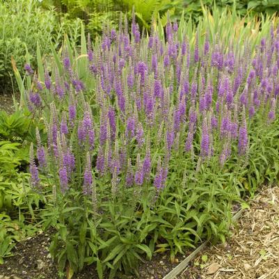 Veronica longifolia Eveline