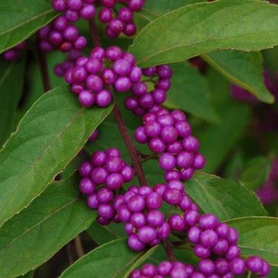 Callicarpa bodinieri var. giraldii Profusion