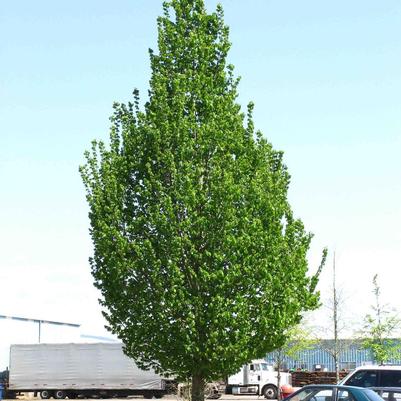 Carpinus betulus JFS-KW1CB