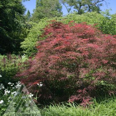 Acer palmatum dissectum Garnet