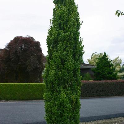 Buxus sempervirens Graham Blandy