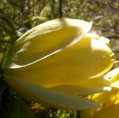 Magnolia x Butterflies