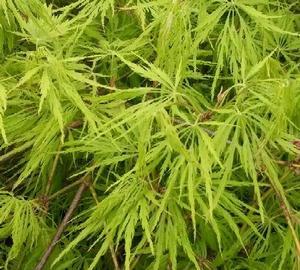 Acer palmatum dissectum Waterfall