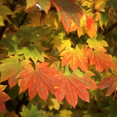 Acer circinatum 