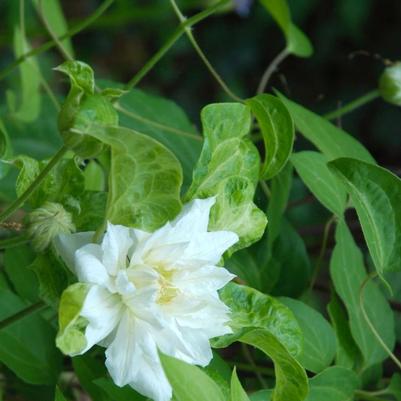 Clematis Duchess of Edinburgh