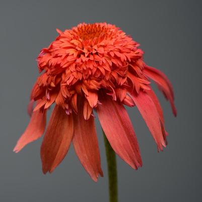 Echinacea x Balscandin