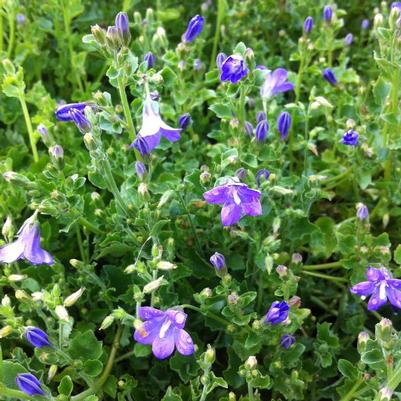 Campanula portenschlagiana 