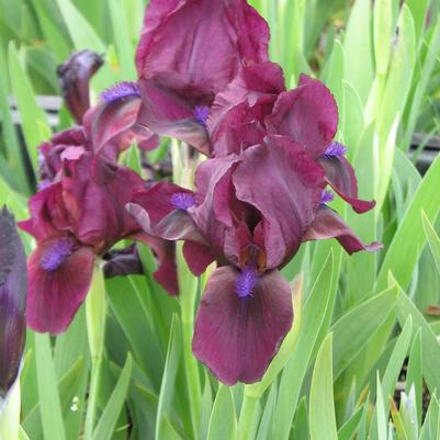 Iris pumila Cherry Garden