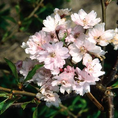 Prunus x Snofozam