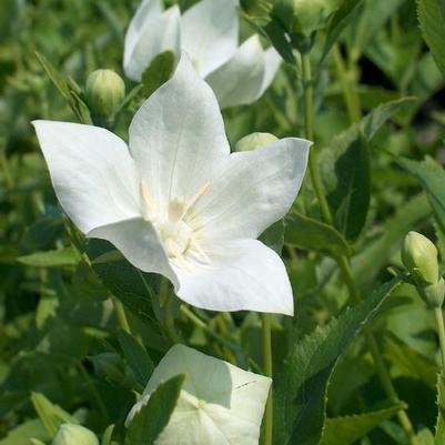 Platycodon grandiflorus Astra White
