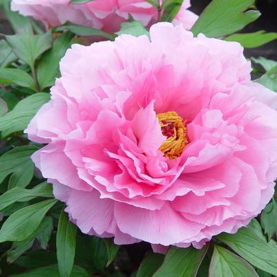 Paeonia suffruticosa Pink