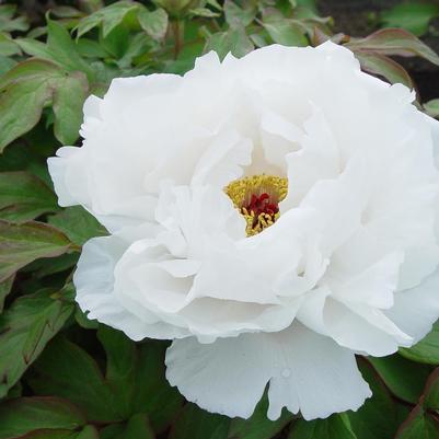 Paeonia suffruticosa White