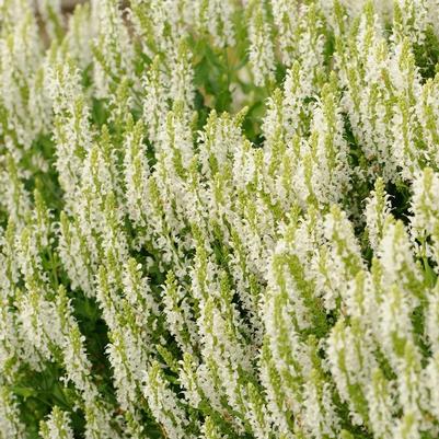 Salvia nemorosa Schneehugel