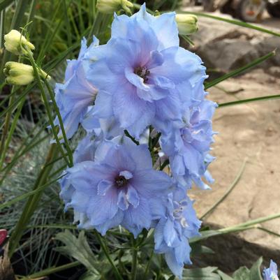 Delphinium elatum Blue Lace