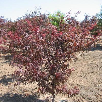 Acer palmatum Beni kumo-no-su