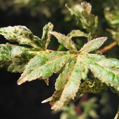 Acer palmatum Ukigumo