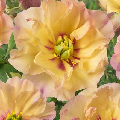 Paeonia itoh Canary Brilliants