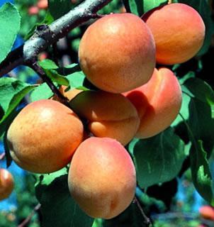 Apricot Harglow