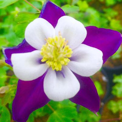 Aquilegia x Violet & White