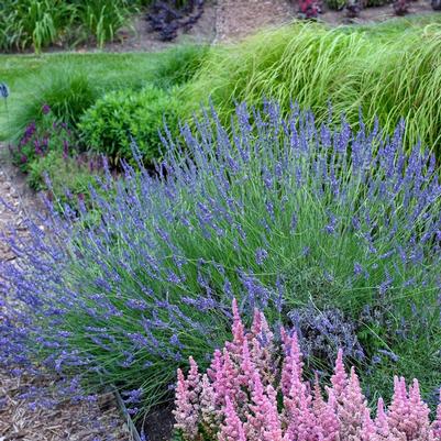 Lavandula x intermedia Niko