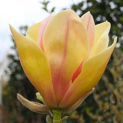 Magnolia x Sunsation