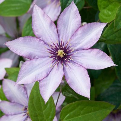 Clematis Evipo075