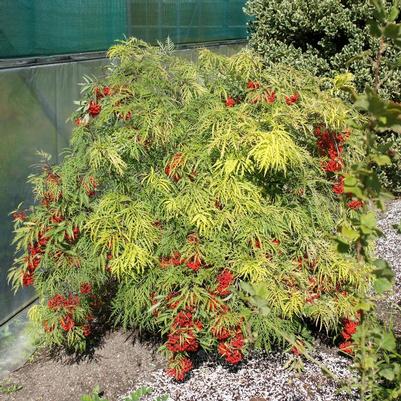 Sambucus nigra Welsh Gold