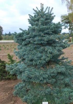 Abies lasiocarpa Martha's Vineyard