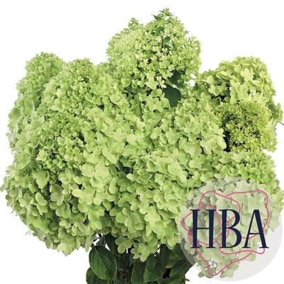 Hydrangea paniculata Pandora