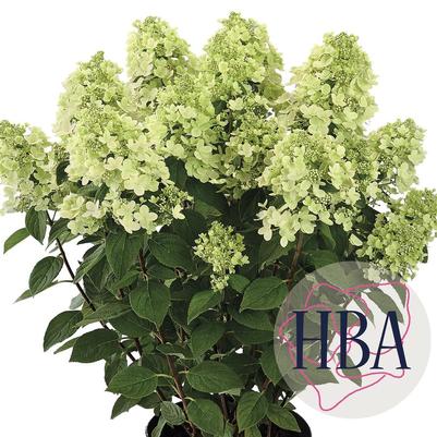 Hydrangea paniculata Panflora