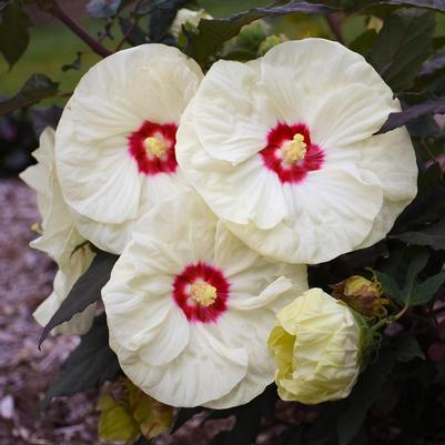 Hibiscus x Summerific® French Vanilla