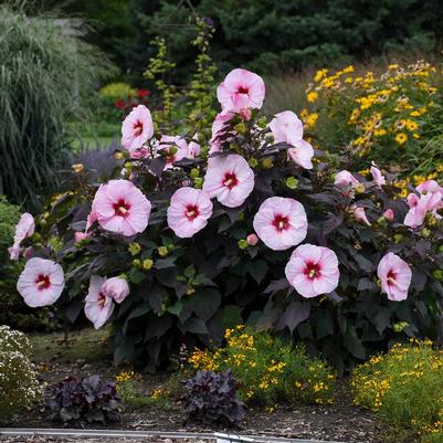 Hibiscus x Summerific® Perfect Storm