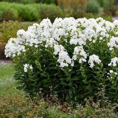 Phlox paniculata Backlight