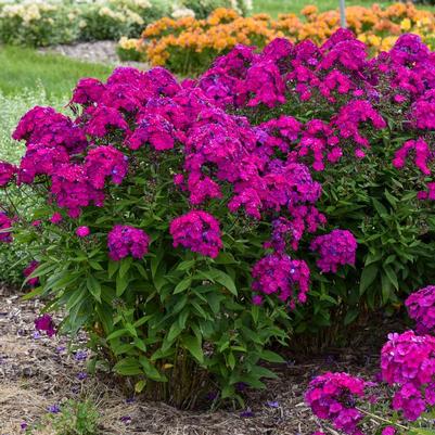 Phlox paniculata Ultraviolet